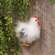 Fuzzy Chicken Ornament