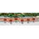 Wooden Dog Bone with Tag Ornament - 6 Asstd.