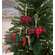 Stuffed Red & Green Plaid Pig Ornament