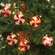 Peppermint Candy Light Strand, 10ct, 6ft 13727;
