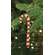 Candy Cane Ornament