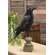 Distressed Carved Wooden Crow Pedestal - 17"H