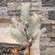 Snowy Bristle Pine & Boughs Pick, 16.5" SH262501;