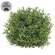 Dusty Rosemary Half Sphere - 7-1/2 In