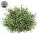 Dusty Rosemary Half Sphere - 6-1/2 In