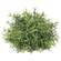 Dusty Rosemary Half Sphere - 6-1/2 In
