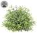 Dusty Rosemary Half Sphere - 5-1/2 In