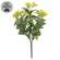 Yellow Jasmine Bush - 10 In