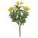 Yellow Jasmine Bush - 10 In