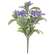 Purple Jasmine Bush - 10 In