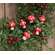 6 Set - White Dotted Red Top Mushroom Clip Ornaments