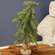 Bendable Luxemburg Pine Tree With Burlap Base - 2 Ft.