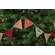 Olde Thyme Jingle Bell & Button Pennant Garland