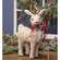 Sisal Standing Reindeer - 14.5"H