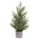 Potted Winter Dreams Fine Pine Tree - 24"H