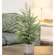 Potted Winter Dreams Fine Pine Tree - 24"H