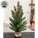 Soft Touch Balsam Fir Tree With Burlap Base - 24"