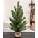 Soft Touch Balsam Fir Tree With Burlap Base - 24"