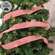 Candy Cane Striped Ribbon - 2" x 10 Yards