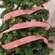 Candy Cane Striped Ribbon - 2" x 10 Yards