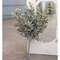 Pebble Eucalyptus Bush, 14"
