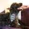 Zero Barks Given Dog Banana 54072;