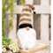 Cozy Gnome w/Tan Striped Hat;