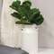 Fiddle Fig Spray FCD2335;