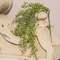 Light Green Peppergrass Bush, 19" V90172LG;