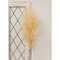 Weeping Pampas Grass Branch, Cream 18225;