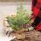 Mini Sugar Berry Pine Tree w/Burlap Base, 12"H 18274;