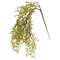 Hanging Baby Grass;