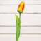 Sunset Tulip Stem, 15.5" 18304;