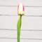 Champagne Tulip Stem, 15.5" 18305;