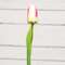 Champagne Tulip Stem, 15.5" 18305