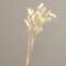 Wispy Dried Rabbit Tail Grass Bundle, White 18364;