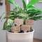 You're Stuck With Me House Plant Poke, 4 Asstd. 37585;