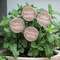 Super Needy Houseplant Poke, 4 Asstd.