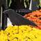Wooden Crow Planter Stake, 4" 38057;
