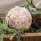 Sparkle Birch Ball Ornament, 4" RJAX4021;