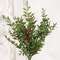 Lady Ruscus & Berries Bush, 12" SR2333297;
