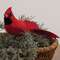 Red Feathered Cardinal Clip, 10" SR726374;