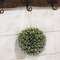 Snowy Pine Kissing Ball Ornament, 7" SR2319280;