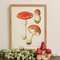Vintage Amanita Muscaria Mushroom Framed Print 65380;