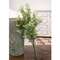 Cream Tipped Baby's Grass Bush, 21" ;