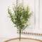 Cream Tipped Baby's Grass Bush, 14" ;