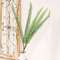 Sword Fern Bundle, 27" JH102501;