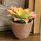 Potted Peach Agave Succulent JH102506;