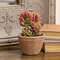 Potted Coral Jade Succulent JH102507;