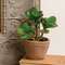 Potted Sweetheart Leaf Succulent JH102508;